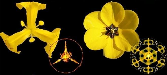 Cimática y geometría natural en flores