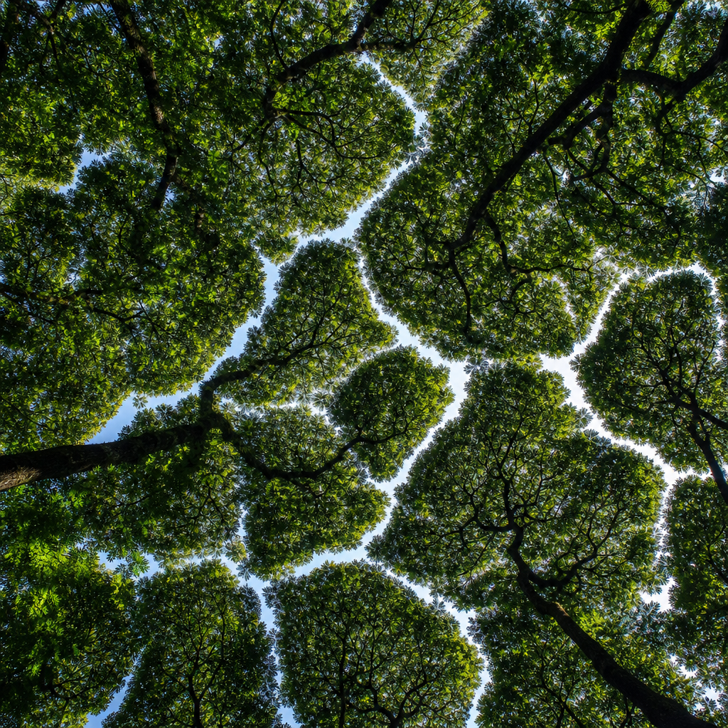 Timidez de copas: los árboles dibujan geometría en el cielo