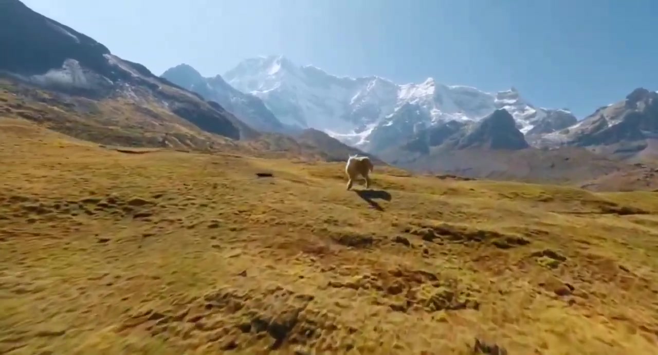 Altiplano real